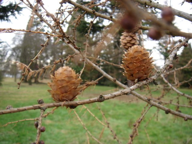 Larix decidua cone